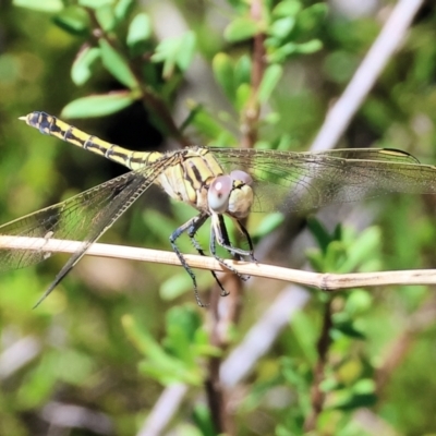 Orthetrum caledonicum at Albury, NSW - 26 Jan 2024 by KylieWaldon