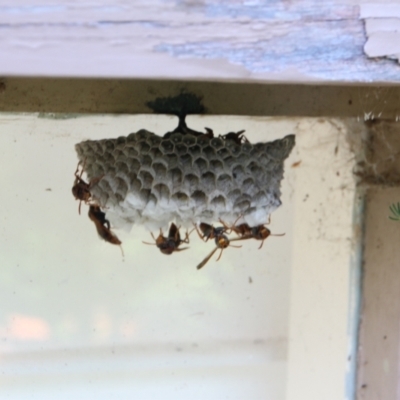 Polistes (Polistella) humilis (Common Paper Wasp) at Hackett, ACT - 28 Jan 2024 by petersan