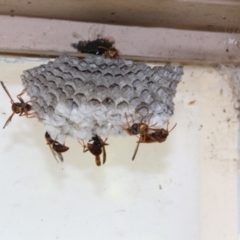 Polistes (Polistella) humilis at Hackett, ACT - 28 Jan 2024