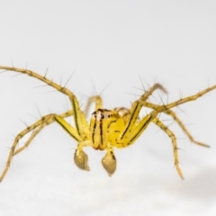 Oxyopes sp. (genus) (Lynx spider) at QPRC LGA - 25 Jan 2024 by MarkT