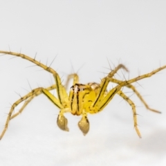 Oxyopes (genus) (Lynx spider) at QPRC LGA - 25 Jan 2024 by MarkT
