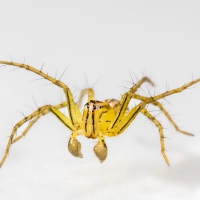 Oxyopes sp. (genus) (Lynx spider) at QPRC LGA - 25 Jan 2024 by MarkT