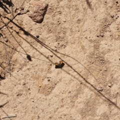 Lucia limbaria (Chequered Copper) at Strathnairn, ACT - 27 Jan 2024 by pixelnips