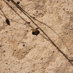 Lucia limbaria at Ginninderry Conservation Corridor - 28 Jan 2024