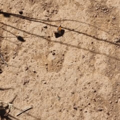 Lucia limbaria at Ginninderry Conservation Corridor - 28 Jan 2024