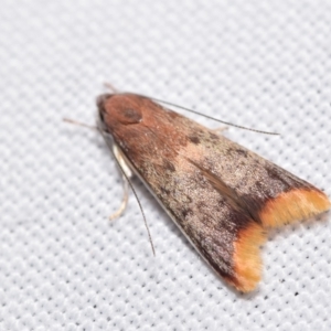 Hemibela callista at QPRC LGA - suppressed