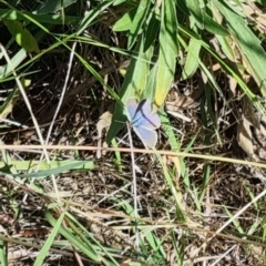 Zizina otis (Common Grass-Blue) at Strathnairn, ACT - 27 Jan 2024 by pixelnips