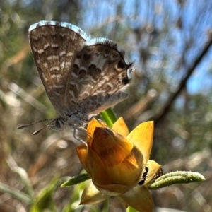 Theclinesthes serpentata at Mount Ainslie - 27 Jan 2024