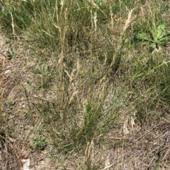 Rytidosperma racemosum var. racemosum at Hall, ACT - 28 Jan 2024