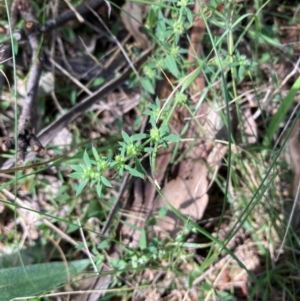 Paronychia brasiliana at Campbell, ACT - 28 Jan 2024