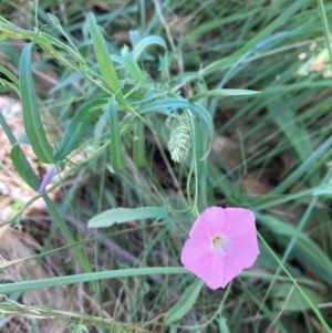 Convolvulus angustissimus subsp. angustissimus at Campbell, ACT - 28 Jan 2024 11:06 AM