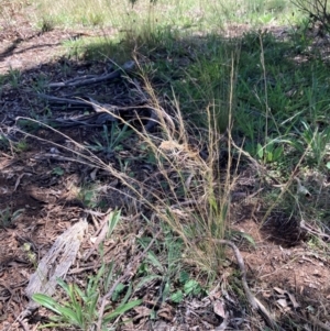 Austrostipa scabra at Campbell, ACT - 28 Jan 2024 12:00 PM