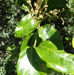 Parsonsia straminea (Common Silkpod) at Shell Cove, NSW - 27 Jan 2024 by plants