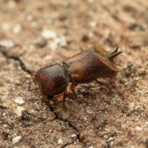 Xylobosca canina (an Auger beetle) at Acton, ACT - 26 Jan 2024 01:41 PM