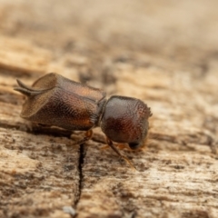 Xylobosca canina (an Auger beetle) at Acton, ACT - 26 Jan 2024 01:41 PM