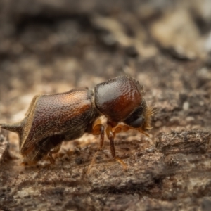 Xylobosca canina (an Auger beetle) at Acton, ACT - 26 Jan 2024 01:41 PM