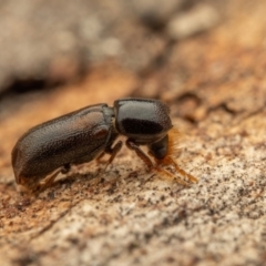 Xylobosca canina (an Auger beetle) at Acton, ACT - 26 Jan 2024 01:41 PM