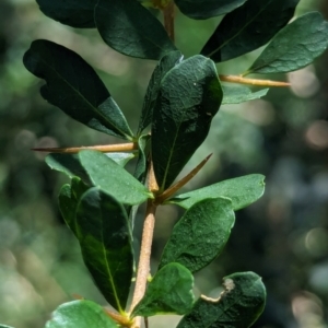 Bursaria spinosa at Watson Green Space - 28 Jan 2024 01:58 PM