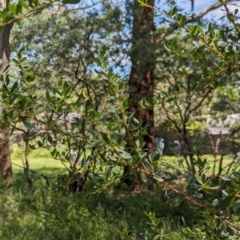 Bursaria spinosa at Watson Green Space - 28 Jan 2024