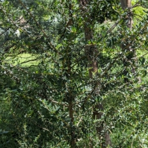 Bursaria spinosa at Watson Green Space - 28 Jan 2024