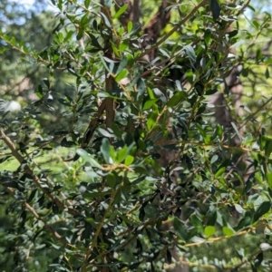 Bursaria spinosa at Watson Green Space - 28 Jan 2024