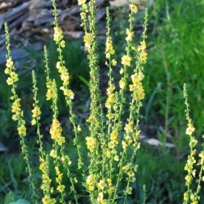 Verbascum virgatum (Green Mullein) at Ewart Brothers Reserve - 27 Jan 2024 by KylieWaldon