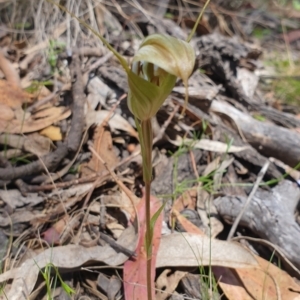 Diplodium reflexum at Rob Roy Range - suppressed