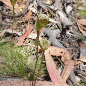 Diplodium reflexum at Rob Roy Range - suppressed