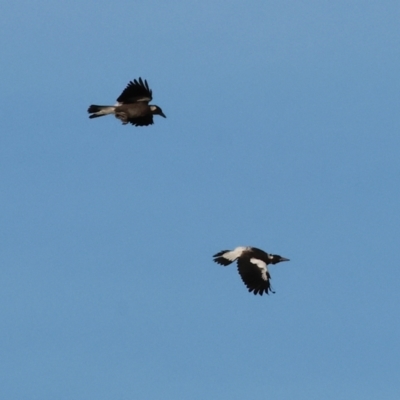 Gymnorhina tibicen (Australian Magpie) at Ewart Brothers Reserve - 27 Jan 2024 by KylieWaldon