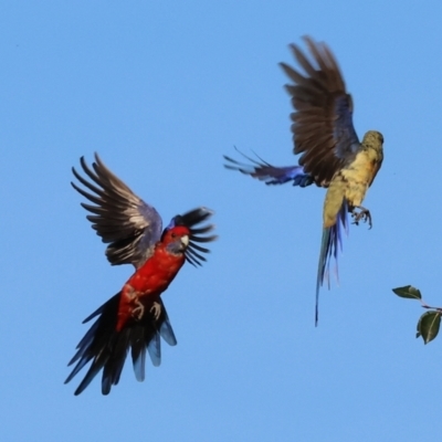 Platycercus elegans flaveolus (Yellow Rosella) at Wodonga, VIC - 27 Jan 2024 by KylieWaldon