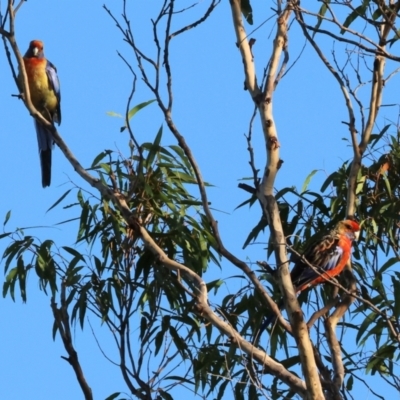 Platycercus elegans flaveolus (Yellow Rosella) at Ewart Brothers Reserve - 28 Jan 2024 by KylieWaldon