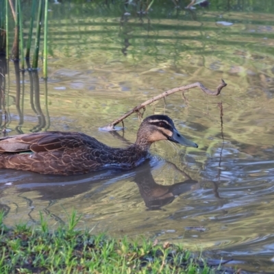 Anas superciliosa (Pacific Black Duck) at Ewart Brothers Reserve - 28 Jan 2024 by KylieWaldon