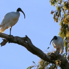 Threskiornis molucca (Australian White Ibis) at Ewart Brothers Reserve - 28 Jan 2024 by KylieWaldon