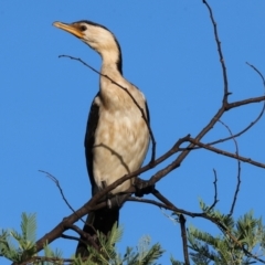 Microcarbo melanoleucos (Little Pied Cormorant) at Ewart Brothers Reserve - 27 Jan 2024 by KylieWaldon