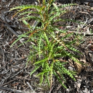 Grevillea sp. at Mount Rogers - 28 Jan 2024