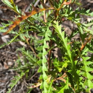 Grevillea sp. at Mount Rogers - 28 Jan 2024