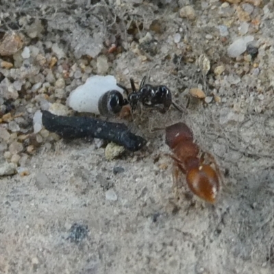 Colobopsis gasseri (An arboreal ant) at QPRC LGA - 27 Jan 2024 by arjay