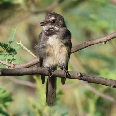 Rhipidura albiscapa (Grey Fantail) at Wodonga, VIC - 27 Jan 2024 by KylieWaldon