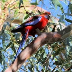 Platycercus elegans (Crimson Rosella) at Wodonga - 27 Jan 2024 by KylieWaldon