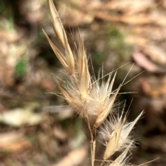 Rytidosperma erianthum (Hill Wallaby Grass) at Hall, ACT - 28 Jan 2024 by strigo