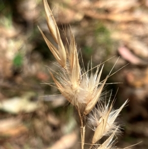 Rytidosperma erianthum at Hall, ACT - 28 Jan 2024