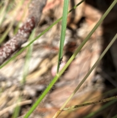 Rytidosperma erianthum at Hall, ACT - 28 Jan 2024