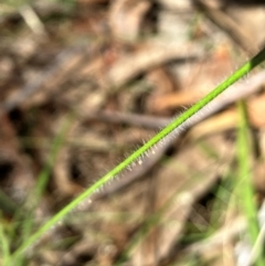 Rytidosperma erianthum at Hall, ACT - 28 Jan 2024