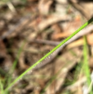 Rytidosperma erianthum at Hall, ACT - 28 Jan 2024 11:14 AM