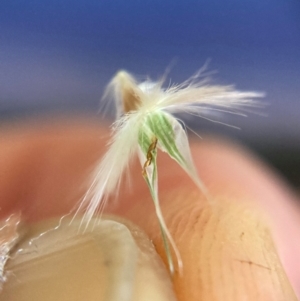 Rytidosperma erianthum at Campbell, ACT - 28 Jan 2024