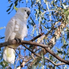 Cacatua galerita (Sulphur-crested Cockatoo) at Monitoring Site 107 - Riparian - 27 Jan 2024 by KylieWaldon