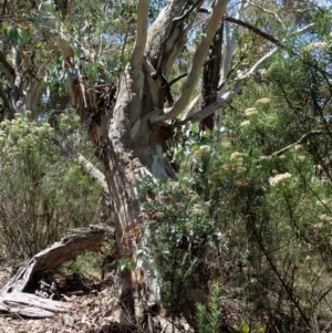 Eucalyptus rubida subsp. rubida at QPRC LGA - 28 Jan 2024