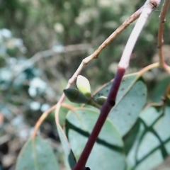 Eucalyptus rubida subsp. rubida at QPRC LGA - 28 Jan 2024