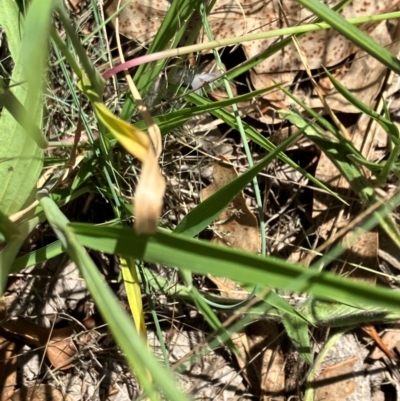 Eriochloa pseudoacrotricha at Hall, ACT - 28 Jan 2024 by strigo