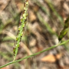 Eriochloa pseudoacrotricha at Hall, ACT - 28 Jan 2024